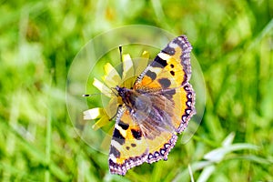 Beautiful butterfly urticaria bright colors