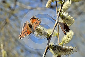 Beautiful butterfly(Vanessa atalanta)