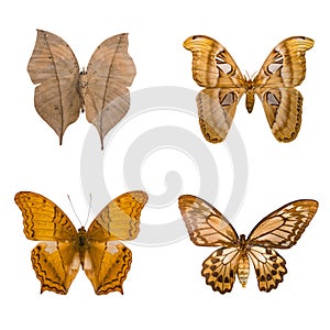 Beautiful butterfly, vindula erota, Giant butterfly Atlas Moth isolated on white background