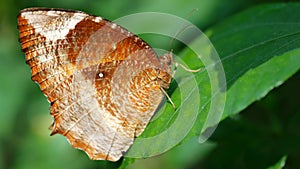 beautiful butterfly with wide orange wings on a leaf. Macro photo of this elegant and fragile insect in a tropical garden