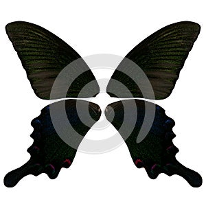 Beautiful butterfly wings in black with green and blue glimmerings spots