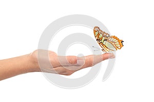 Beautiful butterfly on a woman hand