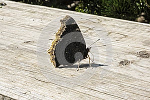 Beautiful butterfly on the wooden background, natural scene