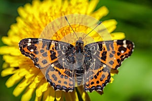 Beautiful butterfly on a yellow dandelion flower in a green field