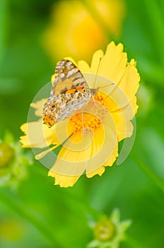 Krásny motýľ na kvetina 