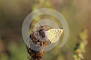 A beautiful butterfly with yellow wings on which the black dots