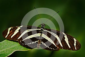 Beautiful butterfly Zebra Longwing, Heliconius charitonius. Butterfly in nature habitat. Nice insect from Costa Rica. Butterfly in