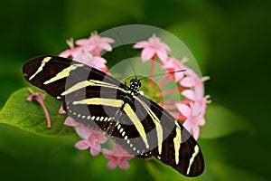 Beautiful butterfly Zebra Longwing, Heliconius charitonius. Butterfly in nature habitat. Nice insect from Costa Rica. Butterfly in