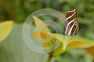 Beautiful butterfly Zebra Longwing, Heliconius charitonius. Butterfly in nature habitat. Nice insect from Costa Rica. Butterfly in