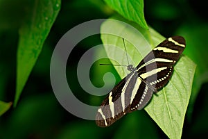 Beautiful butterfly Zebra Longwing, Heliconius charitonius. Nice insect from Costa Rica in the green forest.