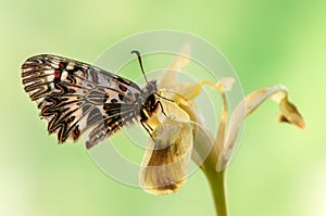 A butterfly Zerynthia polyxena at dawn in the first rays of the sun on a forest flower