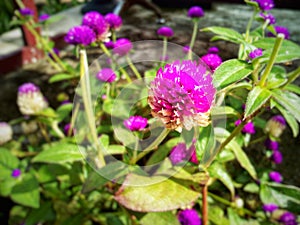 Beautiful button flower taken from the side