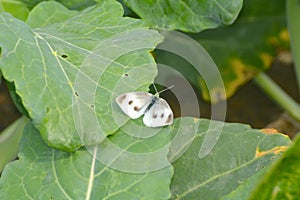 Beautiful cabbage caterpillars and butterflies on vegetable leaves