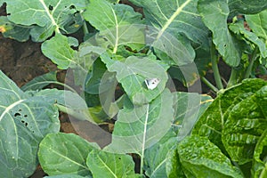 Beautiful cabbage caterpillars and butterflies on vegetable leaves