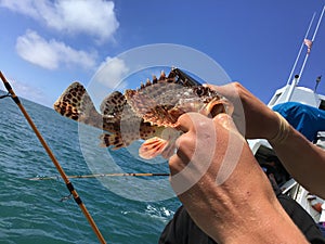 A beautiful Cabezon Fish