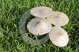 Beautiful cabinet forest mushrooms gathering