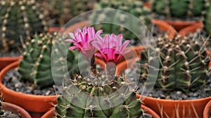 Beautiful cactus in amusement park, closeup view