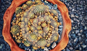 Beautiful cactus in amusement park, closeup view