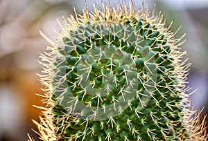 Beautiful cactus with backlit