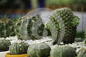 Beautiful cactus in the clay pot to enhance the beauty of home furniture
