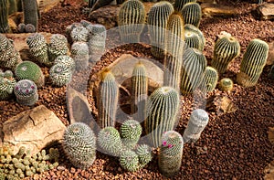 Beautiful cactus collection in botanical garden
