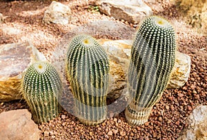 Beautiful cactus collection in botanical rocky garden, phallic shaped, decor and background photo