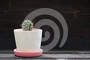 Beautiful cactus on dark background