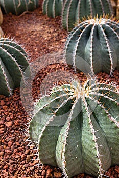 Beautiful cactus echinocactus in botanical garden
