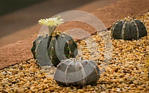 BEAUTIFUL CACTUS FLOWER ON LITTLE ROCKS