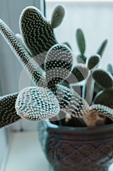 Beautiful cactus in a flower pot on the windowsill in the apartment