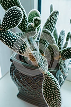 Beautiful cactus in a flower pot on the windowsill in the apartment