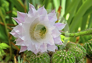 Beautiful cactus flower Selenicereus grandiflorus