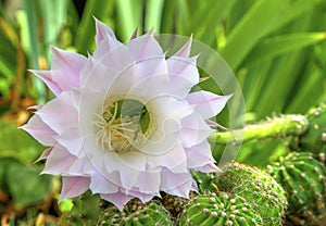Beautiful cactus flower Selenicereus grandiflorus