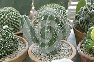 Beautiful Cactus in flowerpots