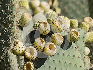 Beautiful cactus with fruit