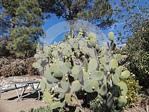 Beautiful cactus with fruit