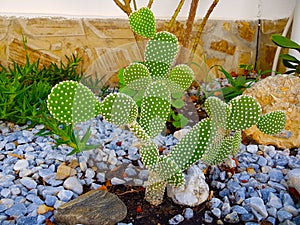 Beautiful cactus in the garden