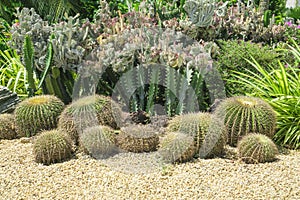 Beautiful Cactus garden, decorated with Cactuses, light brown pebble, green leafs ground cover plant and shrubs