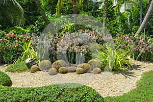 Beautiful Cactus garden, decorated with Cactuses, light brown pebble in the middle, gray stone, green leafs ground cover plant