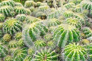 Beautiful cactus in garden. Widely cultivated as an ornamental plant
