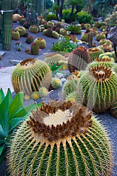 Beautiful cactus in the Giardini Ravino botanical garden on Ischia island, Italy photo