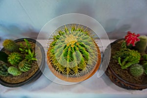 Beautiful cactus growing in pottery. Decorated cactus plants are increasing the beauty