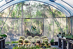 Beautiful cactus in houseplant for nursery