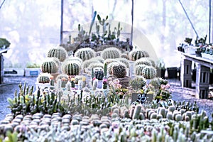 Beautiful cactus in houseplant for nursery