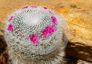 Beautiful cactus with little purple flower in rock garden, background and texture