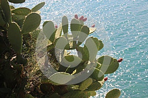 Beautiful cactus named prickley pear with red blossoms on the seaside. Greece.