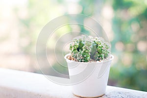 Beautiful cactus in narure.