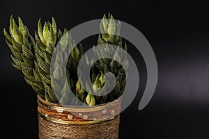 A beautiful cactus in an original pot on a black background close-up