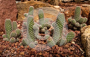 Beautiful cactus with phallic shape in rocky garden