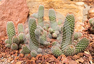 Beautiful cactus with phallic shape in rocky garden